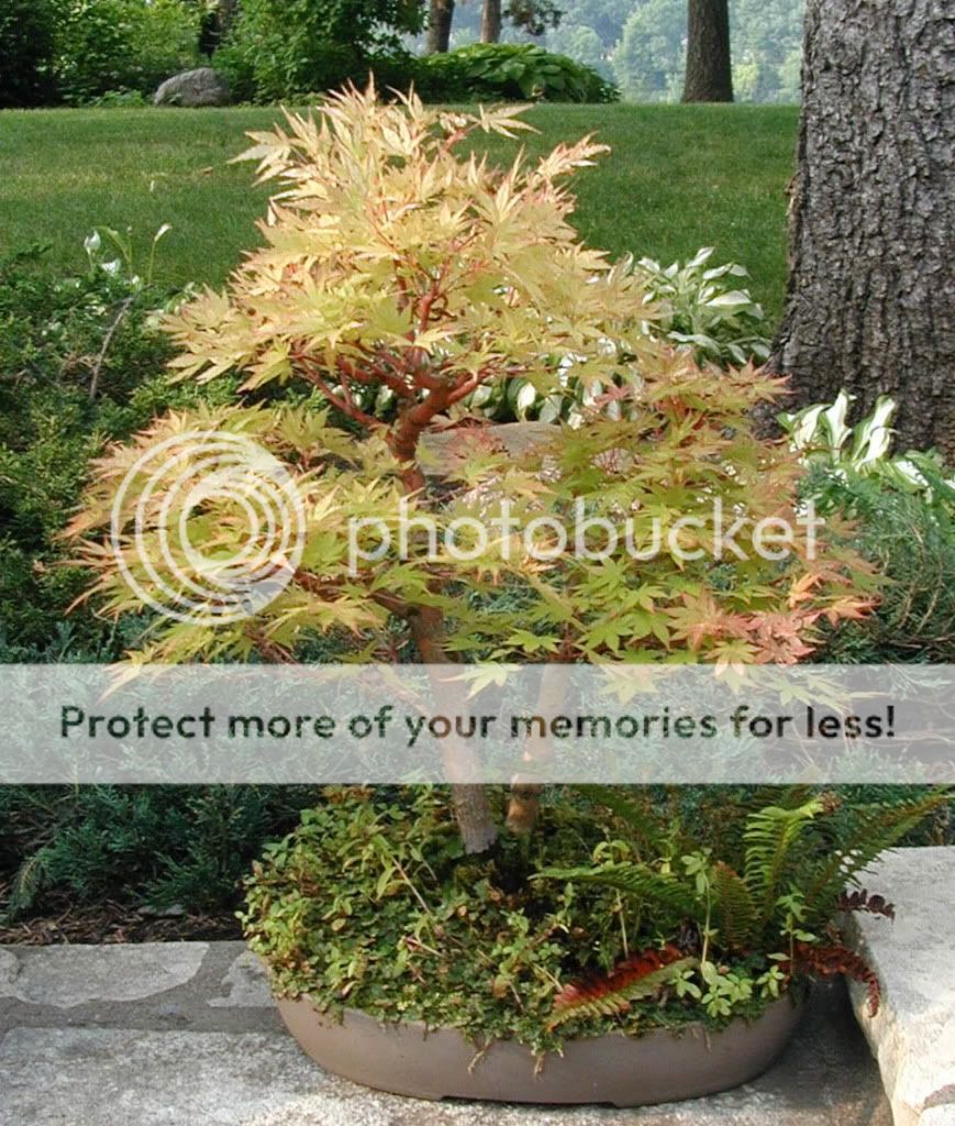 Can not Coral bark japanese maple bonsai Remarkable, very Coral bark japanese maple bonsai are mistaken